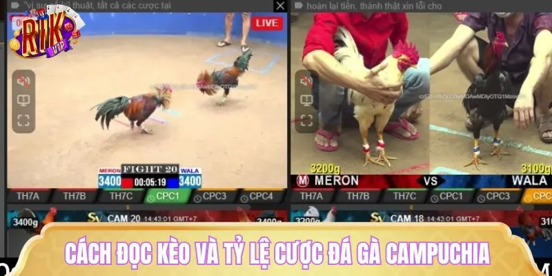 Hướng dẫn đọc kèo gà chiến cực chuẩn