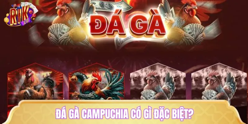 Đấu gà Campuchia ngày càng được ưa chuộng